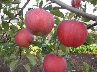 ◆リンゴも収穫まじかです。　　＠＠＠