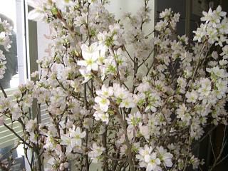 ◆高畠駅は桜が満開です。　　＠＠＠