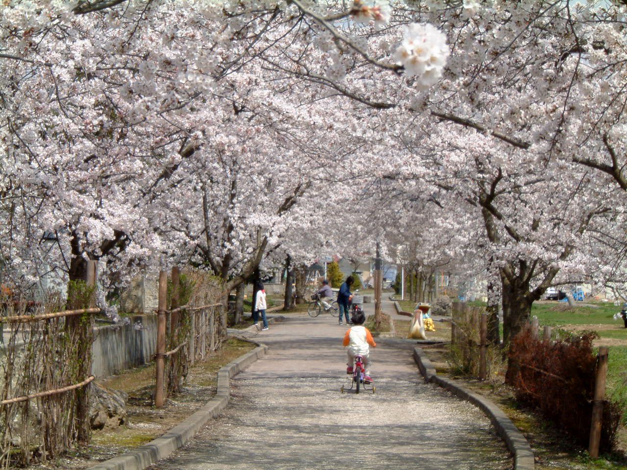 ◆まほろばの里『桜の名所』002　＠＠＠