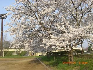 ◆まほろばの里『桜の名所』008　　＠＠＠