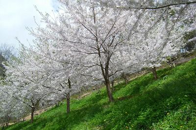 ◆まほろばの里『桜の名所』015　　＠＠＠