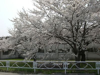◆まほろばの里『桜の名所』016　　＠＠