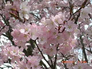 ◆まほろばの里『桜の名所』018　　＠＠＠