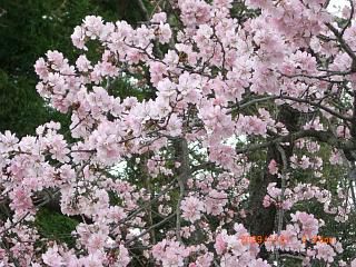 ◆まほろばの里『桜の名所』019　　＠＠