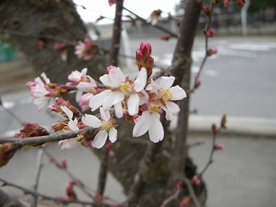 ◆高畠の一番桜咲き始めました。　　＠＠＠