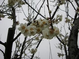 ◆梅は咲いたか桜は---＠＠＠