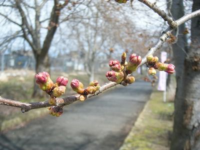 ◆桜開花情報　今日の桜　2010.4.18