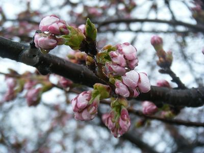 ◆桜開花情報　今日の桜　2010.4.22
