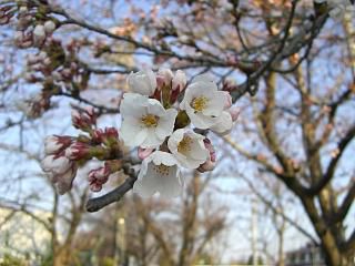 ◆今朝の桜状態　　＠＠＠