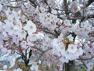 ◆桜開花情報　今日の桜　2010.4.27