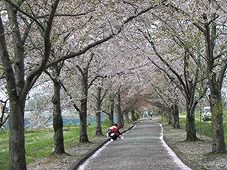 ◆桜開花情報　今日の桜　2010.4.29