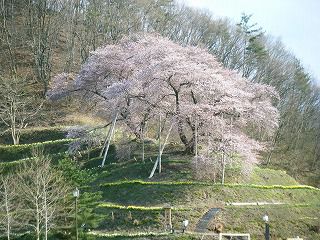 ◆桜開花情報　今日の桜　2010.4.30