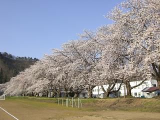 ◆高畠第一中学校の桜満開です。　　＠＠＠