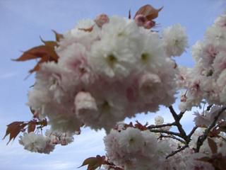 ◆八重桜見頃です。　　　＠＠＠