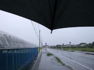 ◆雨の散歩もいいものです。
