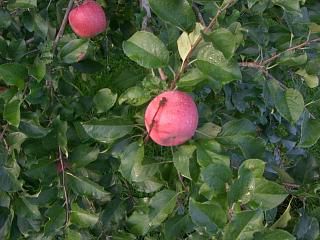 ◆リンゴも色づきが良くなってきました。　　＠＠＠