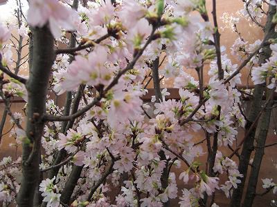 ◆高畠ワイナリーの啓翁桜満開です。　　＠＠＠
