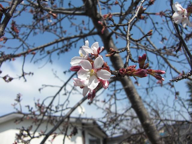 ◆高畠の一番桜が開花　　　＠＠＠