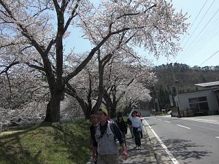 ◆まほろばの里桜めぐりウォーク開催　　＠＠＠