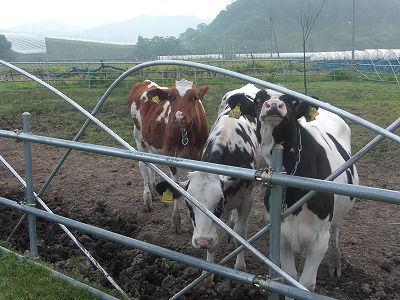 ◆高畠の牧場　　土屋牧場の小牛たち　　＠＠