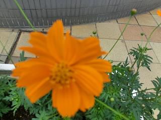 ◆オレンジコスモス　　咲きました。　　＠＠