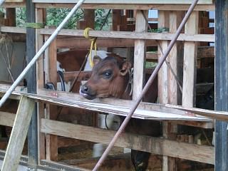 ◆土屋牧場の子牛　　＠＠＠