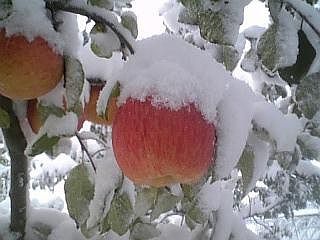 ◆雪の中のリンゴ　　＠＠＠