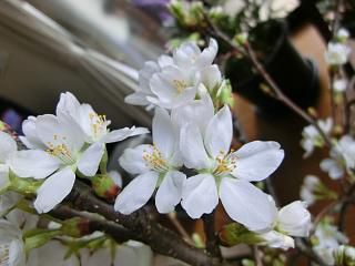 ◆桜が開花しました。　　????  @@@@