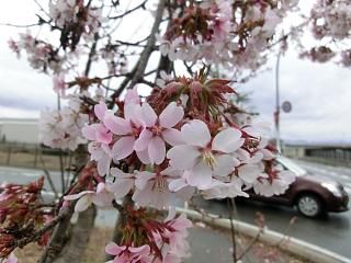 ◆高畠で一番早い桜開花　　＠＠＠