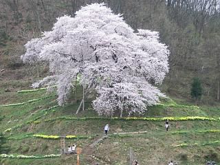 ◆高畠の桜　　《峰岸山》　満開です。　　＠＠＠