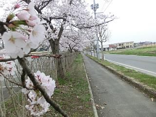 ◆高畠町中央公園桜満開です。　　　＠＠＠