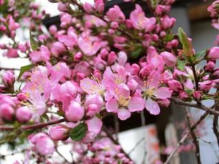 ◆山桜桃梅も咲きました。　　＠＠＠