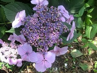 ◆いろいろな紫陽花が咲ていています。　　　＠＠＠