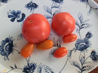 ◆トマトの収穫　　　＠＠＠