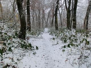 ◆小国の森は雪だった。　　　　＠＠＠