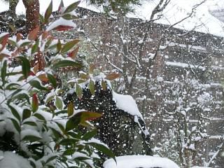 ◆昨日の雪の降り振り　　　＠＠＠