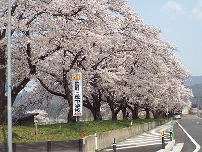 ◆高畠の桜情報◆