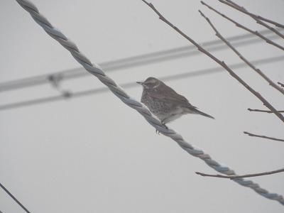 ◆野鳥の来客◆