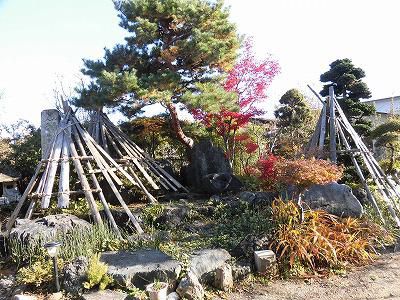 ◆庭の雪囲い終わりました。◆