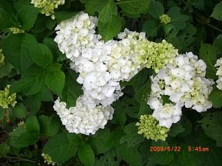 ◆白アジサイも咲いてきました。