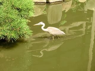 ◆鎌倉光明寺の池に　　　＠＠＠