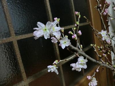 ◆部屋の桜が咲いたが-----◆