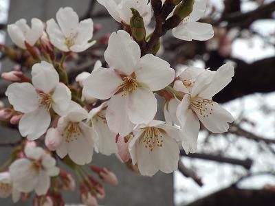 ◆桜が咲き始めました。◆