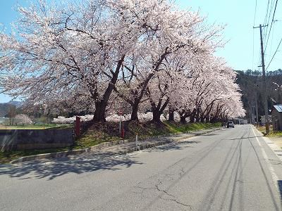 ◆一中の桜ただ今満開です。◆