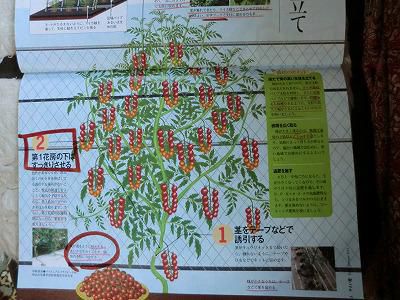 ◆トマト栽培放任仕立て◆