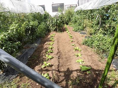 ◆秋野菜　白菜の苗を移植◆