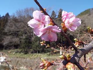 ◆ようやく桜が開花◆