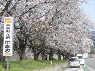 ◆高畠一中の桜満開です。◆