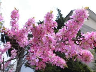◆山桜桃梅満開です。◆