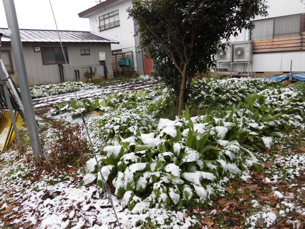 ◆今朝は初積雪を観測しました。　◆